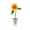 Grown sunflower wedding favours