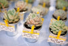 Miniature Succulents