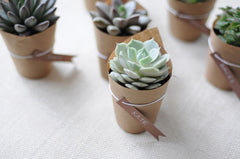 Miniature Succulents