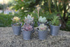 Succulents in mini Pail gift